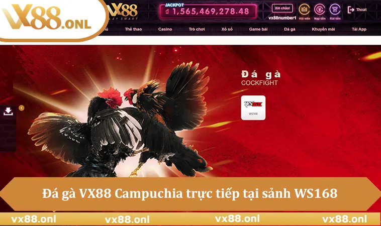 Đá gà VX88 Campuchia trực tiếp tại sảnh WS168
