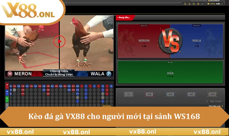 Kèo đá gà VX88 cho người mới tại sảnh WS168