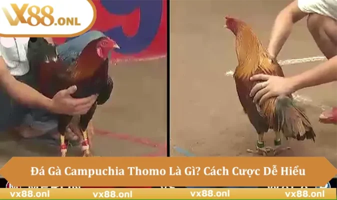 Đá Gà Campuchia Trực Tiếp Tại VX88 Có Gì Khác Biệt?