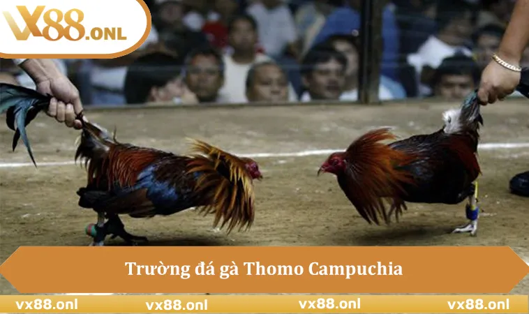 Trường đá gà Thomo Campuchia