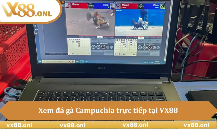 Xem đá gà Campuchia trực tiếp tại VX88